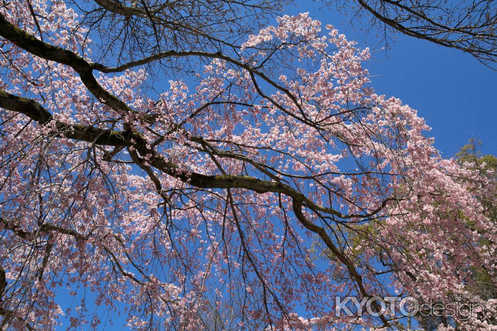 醍醐寺の桜9