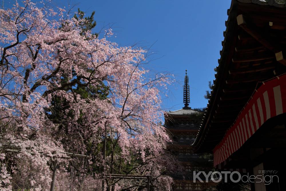 醍醐寺の桜10