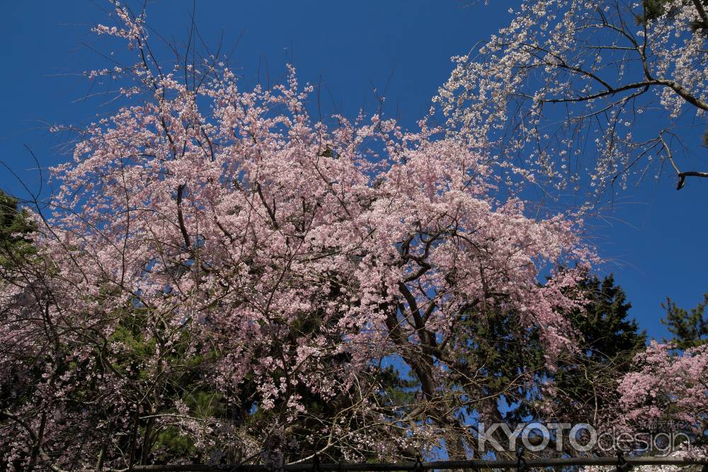 醍醐寺の桜11