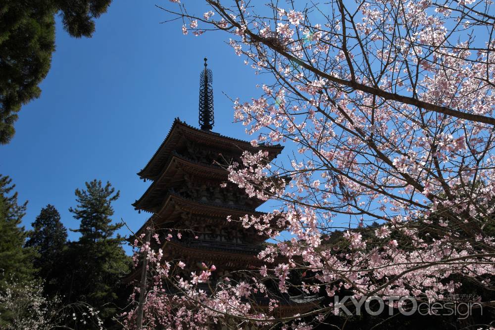 醍醐寺の桜12