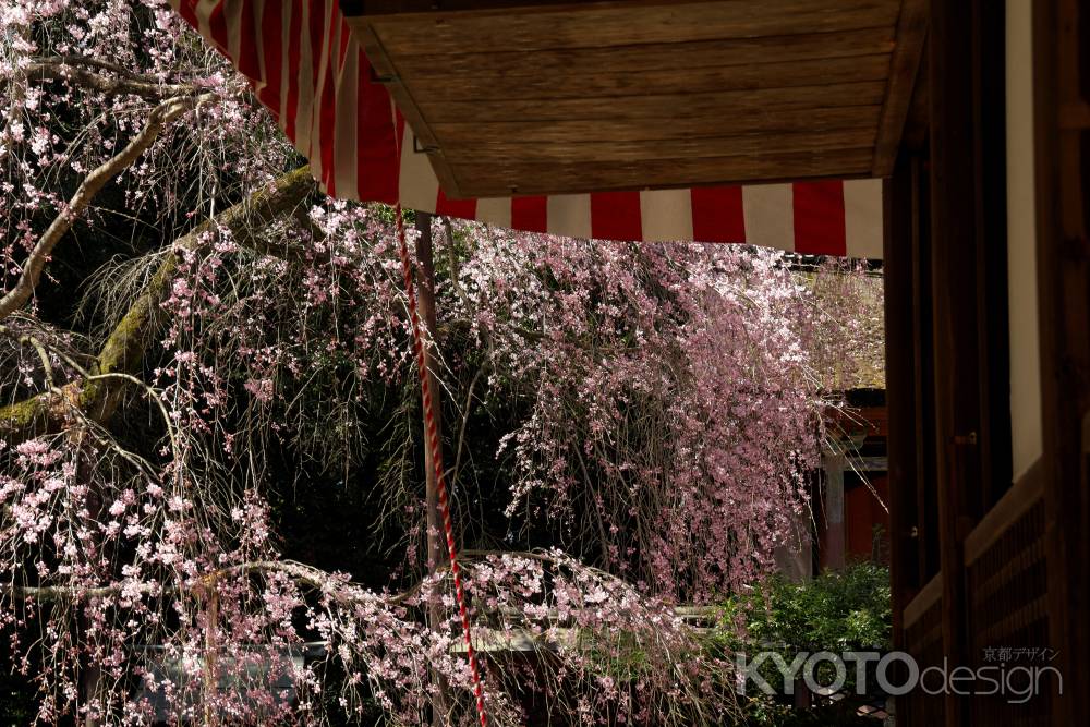 醍醐寺の桜13