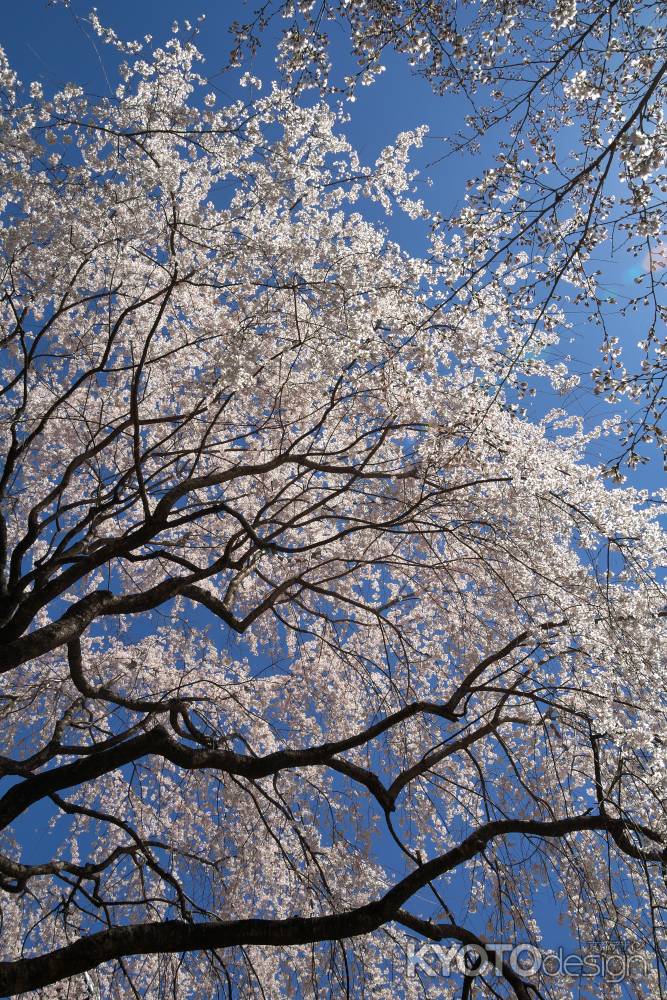 醍醐寺の桜18