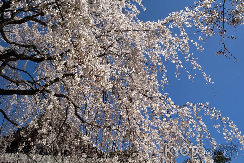 醍醐寺の桜19