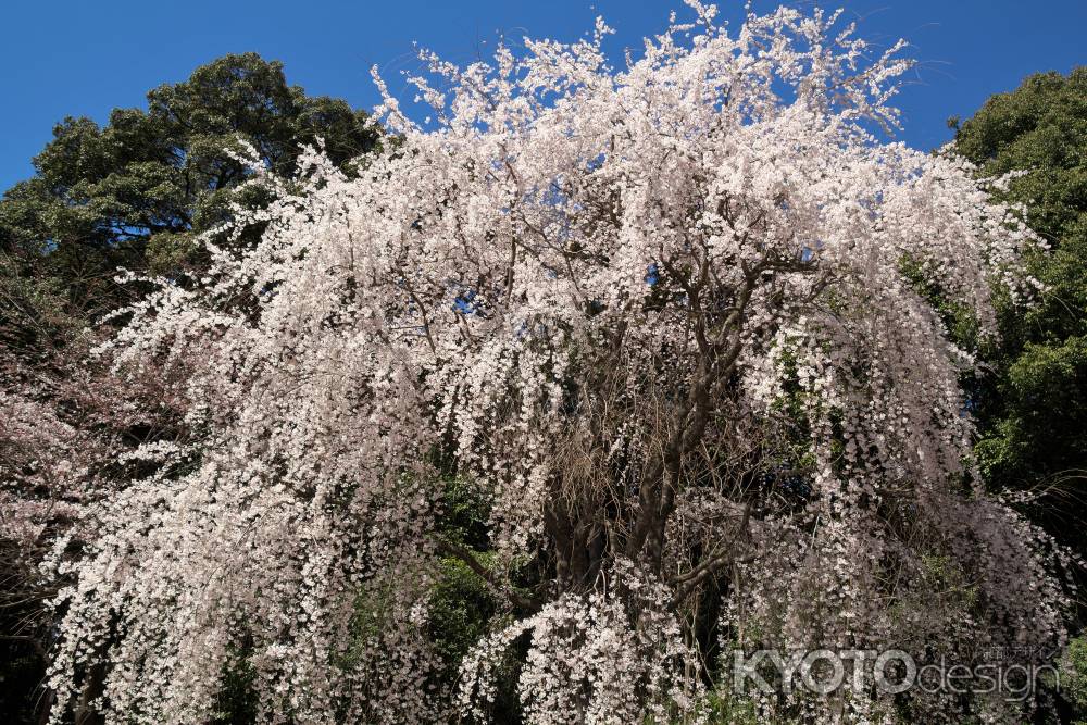 醍醐寺の桜20