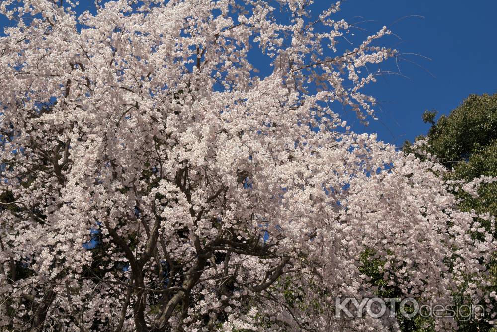 醍醐寺の桜21