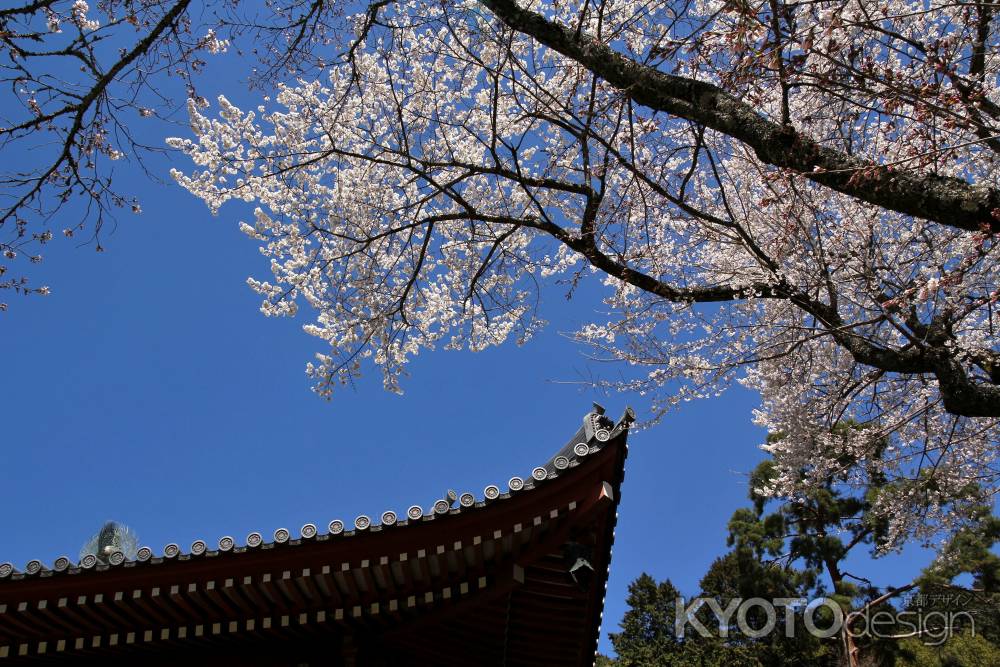 醍醐寺の桜24