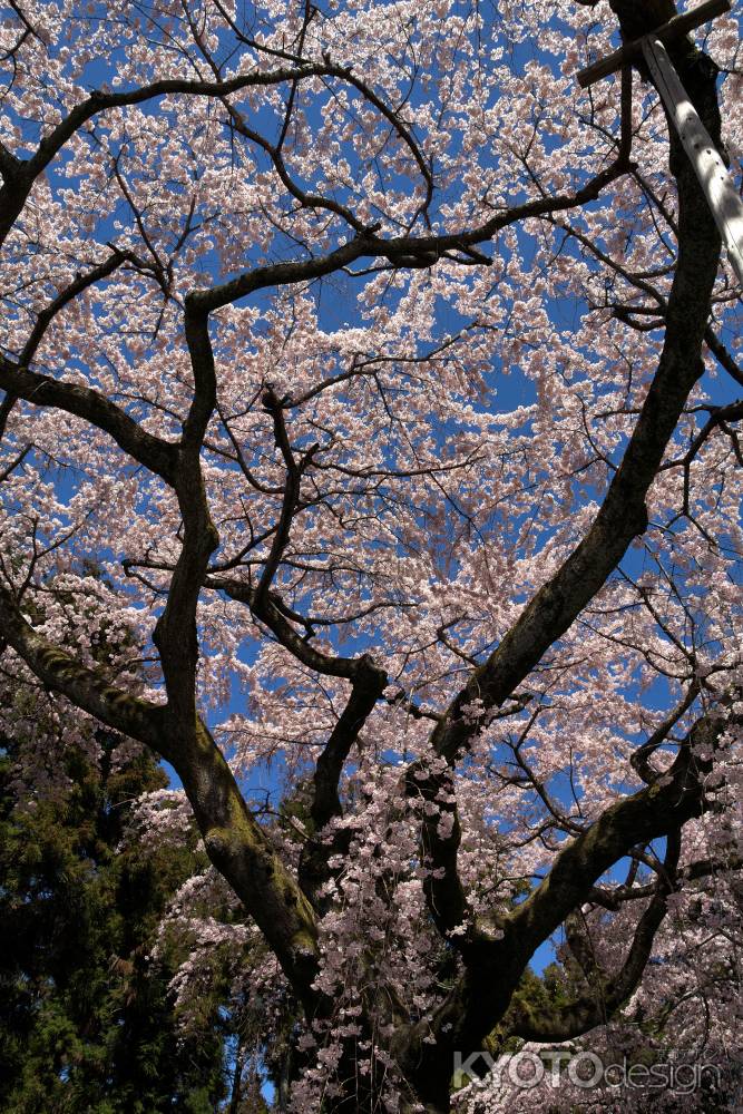 醍醐寺三宝院の桜4