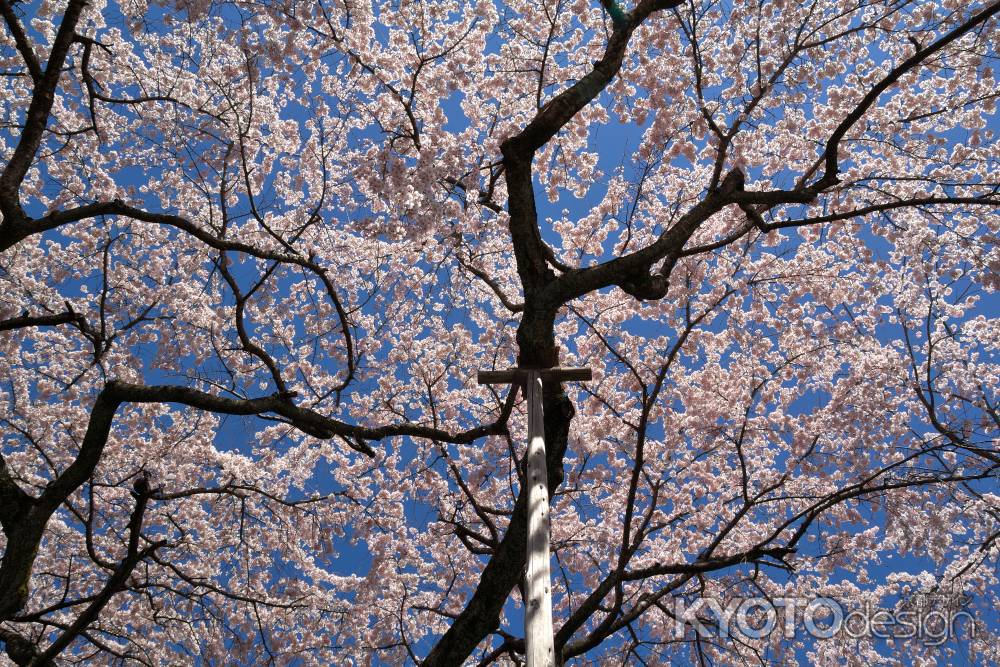 醍醐寺三宝院の桜6