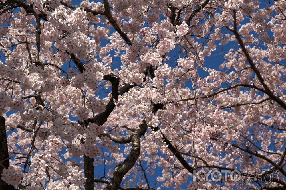 醍醐寺三宝院の桜9