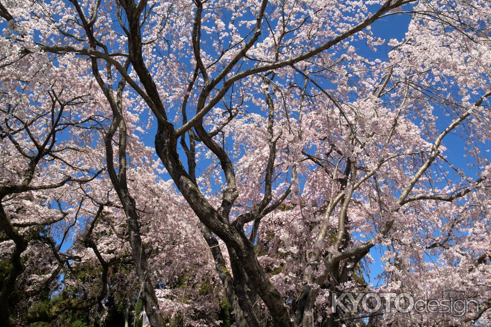 醍醐寺三宝院の桜10