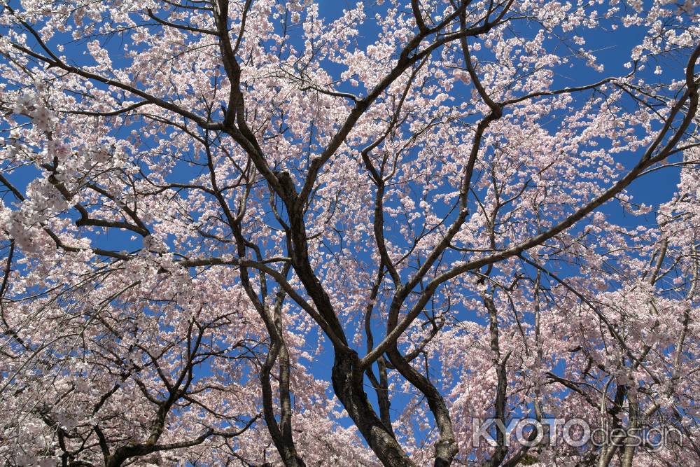 醍醐寺三宝院の桜11