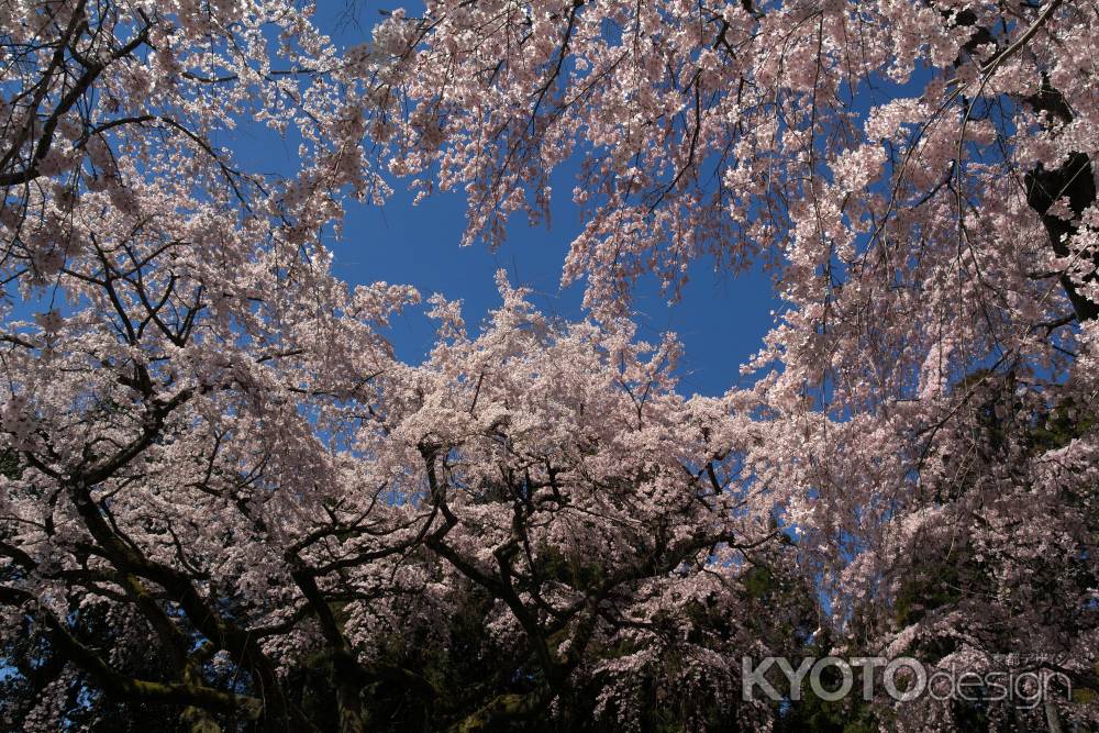 醍醐寺三宝院の桜12