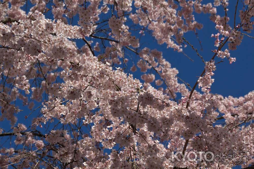 醍醐寺三宝院の桜14