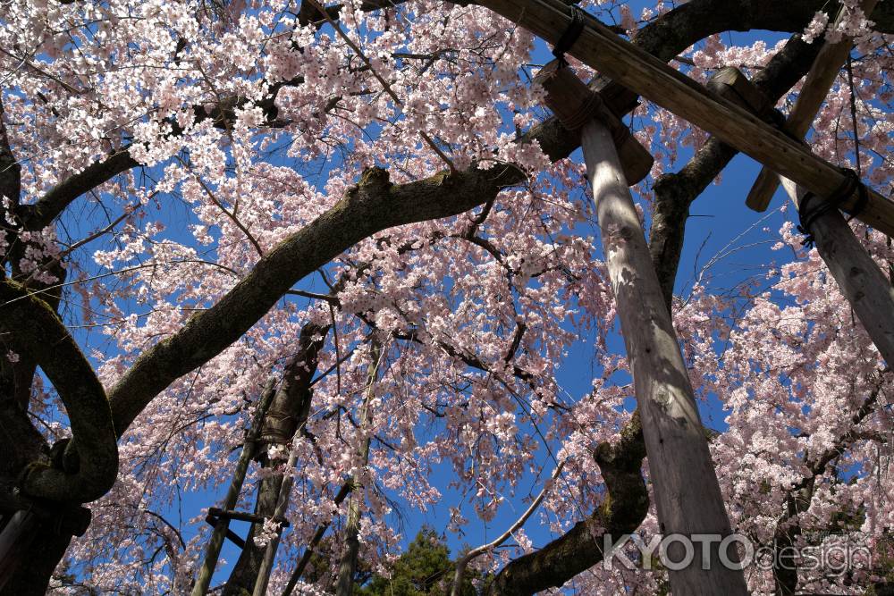 醍醐寺三宝院の桜17