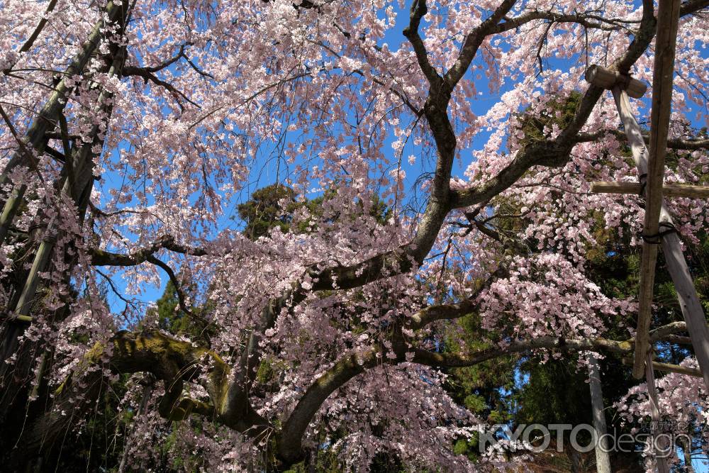 醍醐寺三宝院の桜18