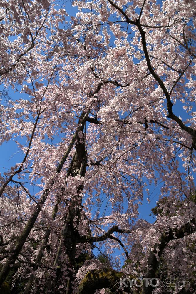 醍醐寺三宝院の桜19