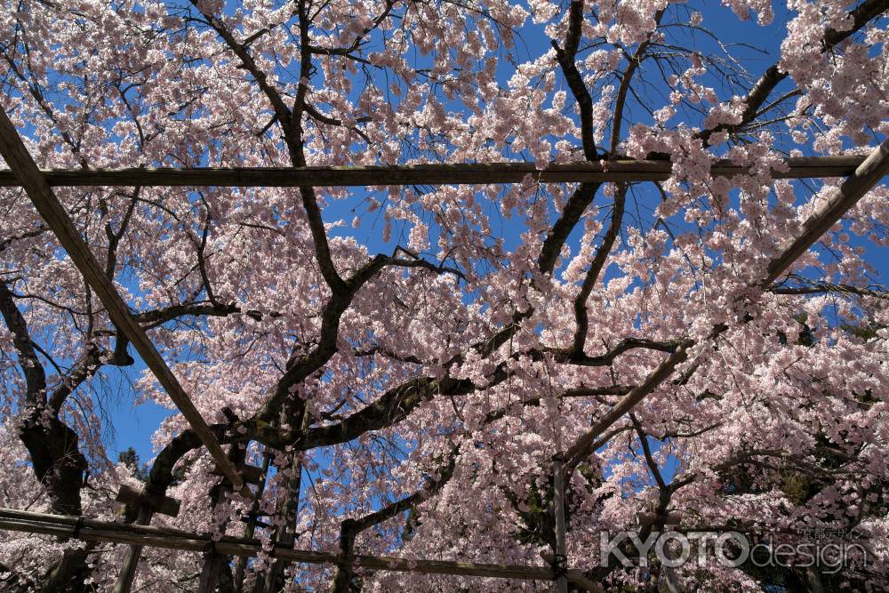 醍醐寺三宝院の桜20