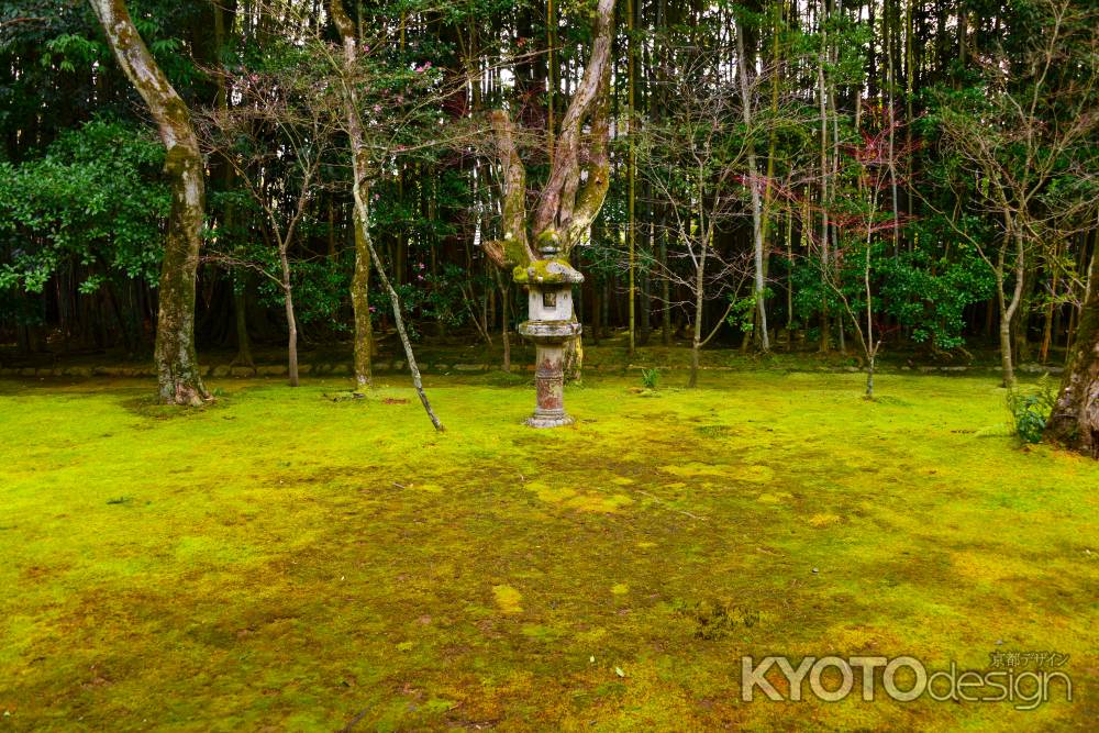 冬の高桐院庭園