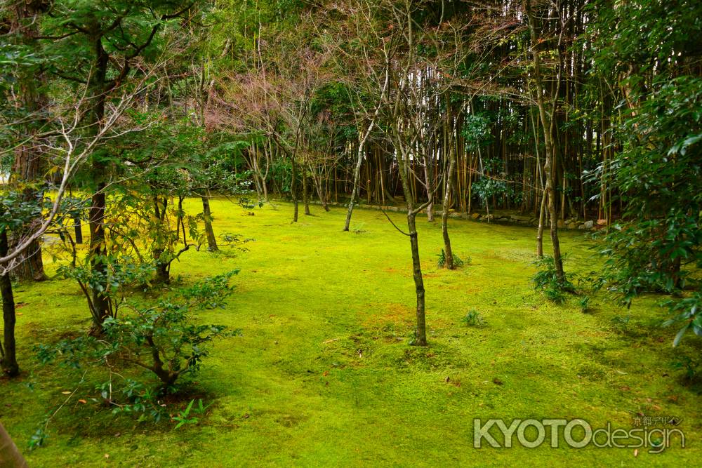 冬の高桐院庭園10