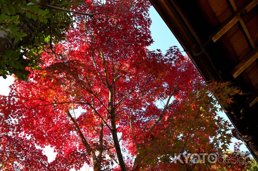 金福寺の紅葉2