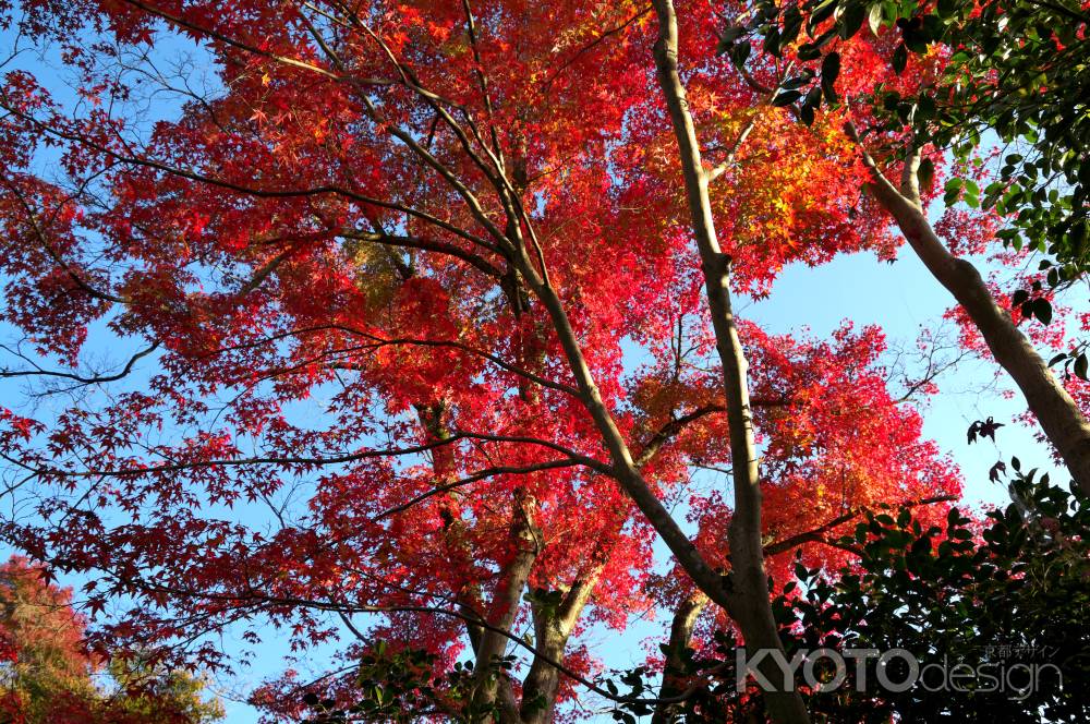 金福寺の紅葉4