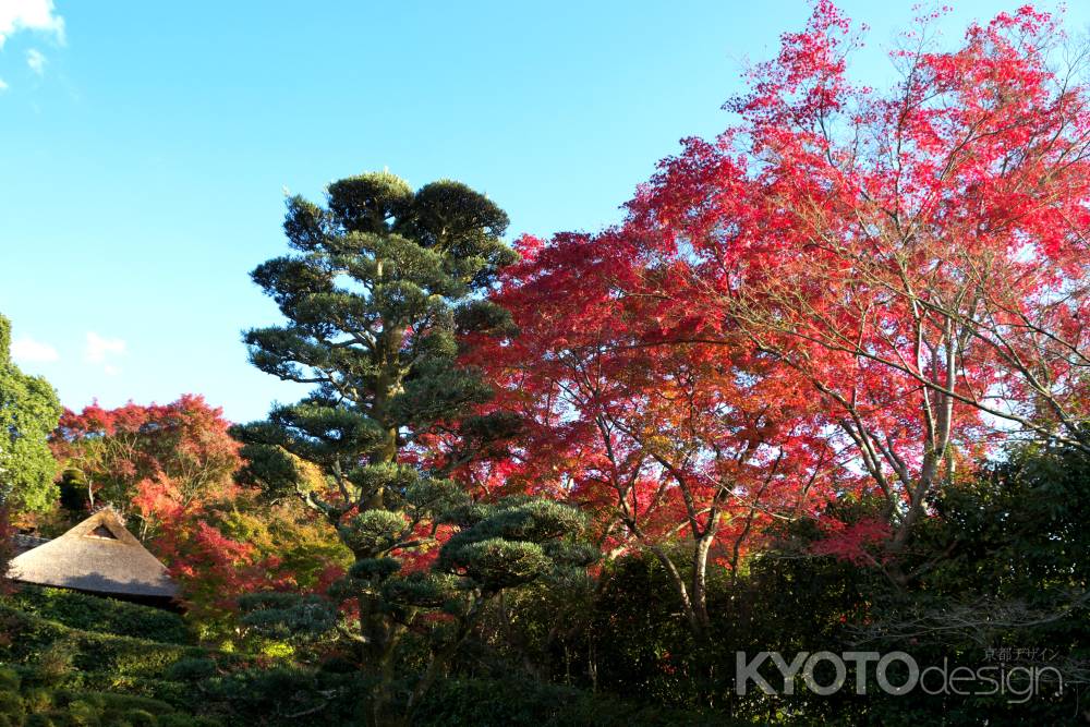 金福寺の紅葉9