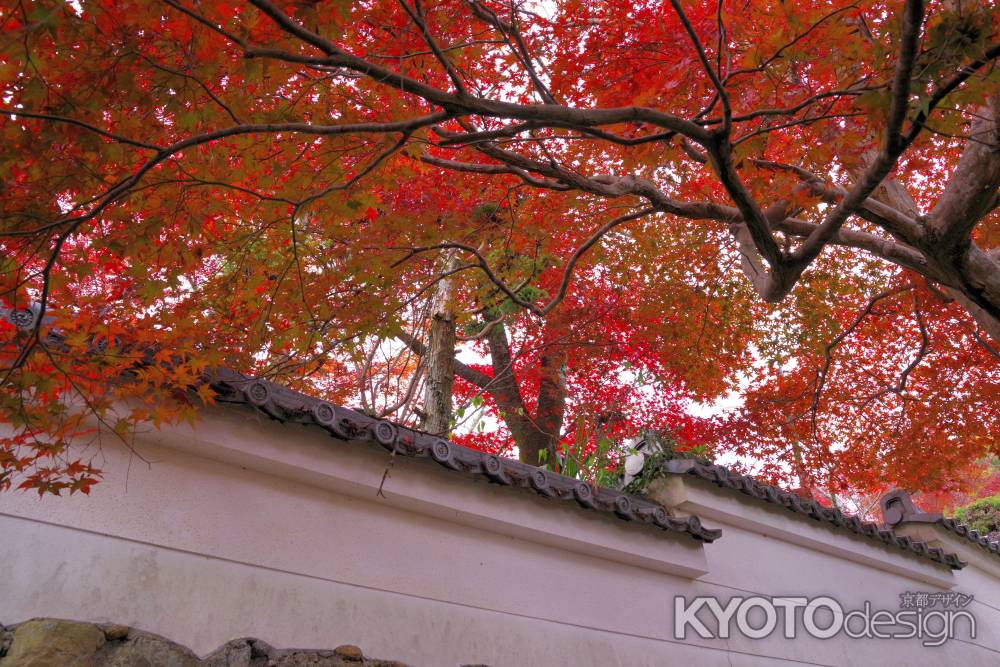 勝持寺の紅葉