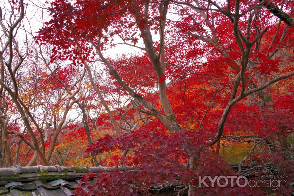 勝持寺の紅葉7