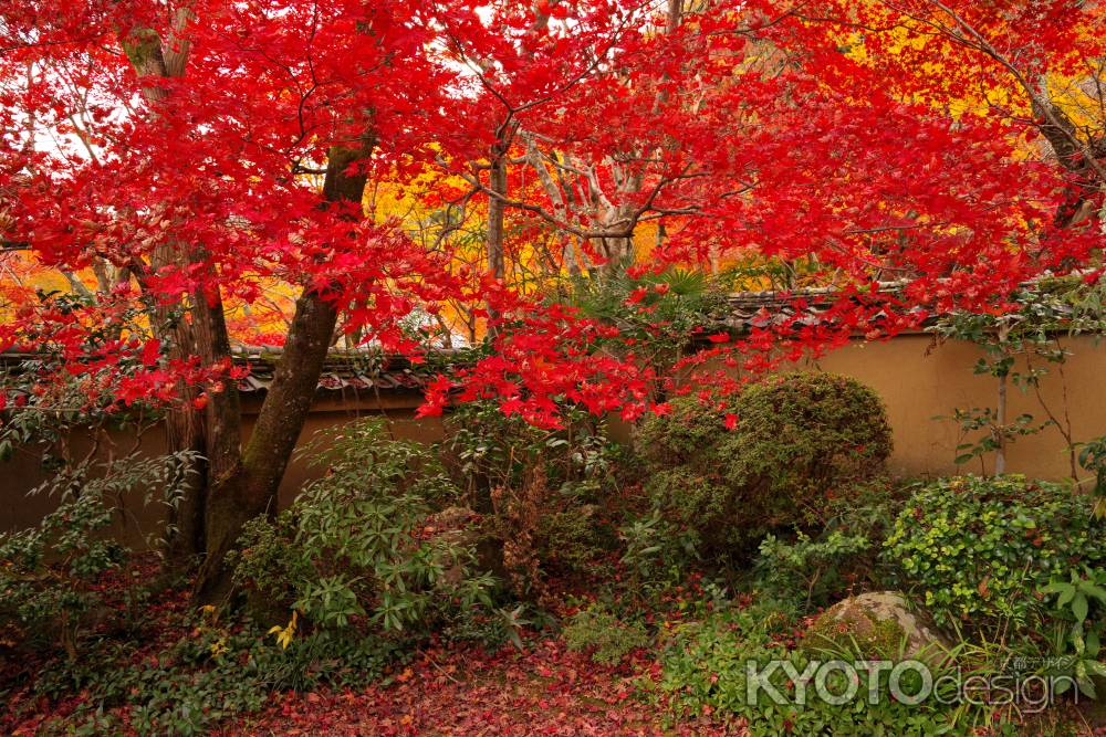 勝持寺の紅葉7