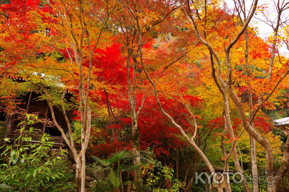 勝持寺の紅葉10