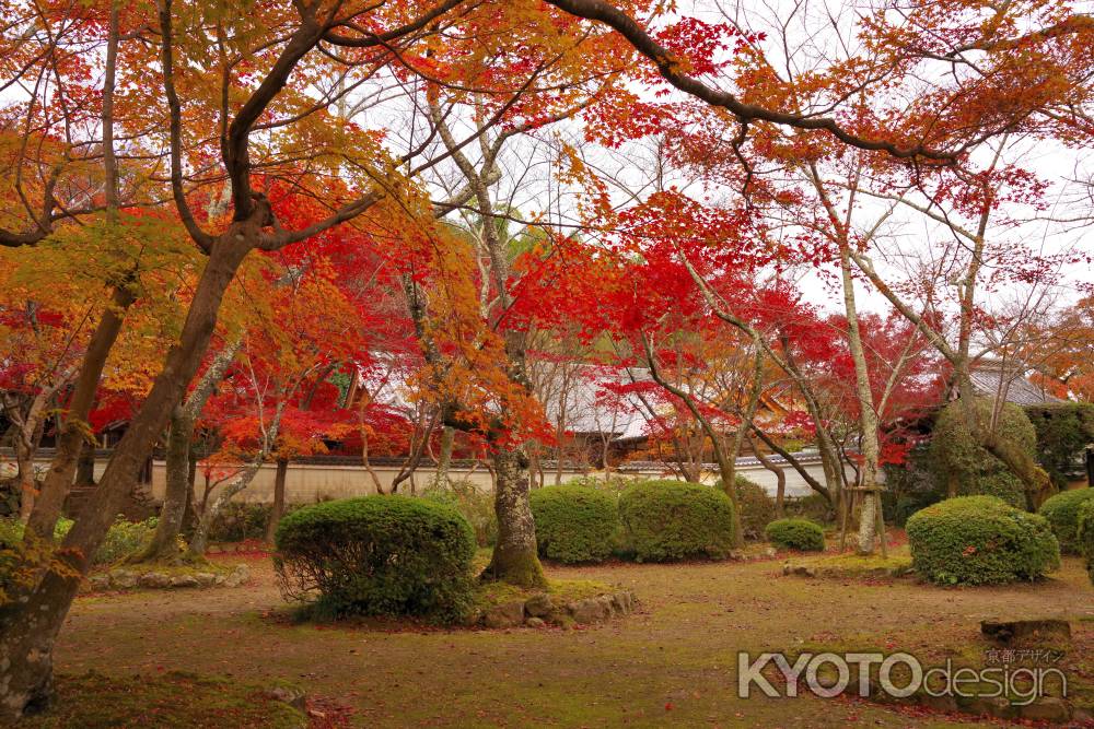 勝持寺の紅葉13