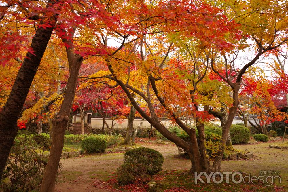 勝持寺の紅葉17