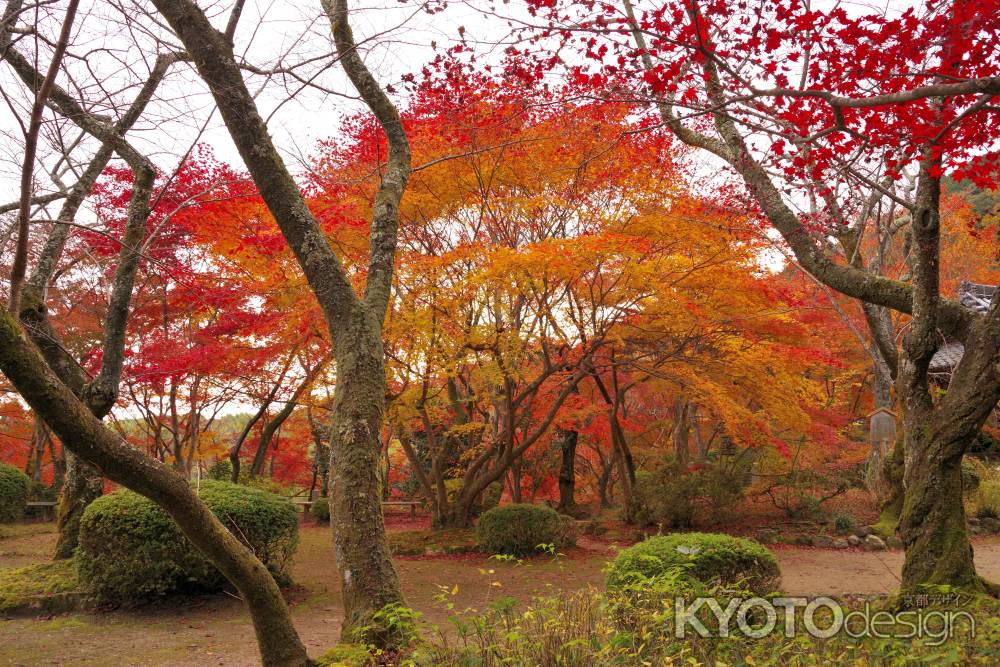 勝持寺の紅葉21