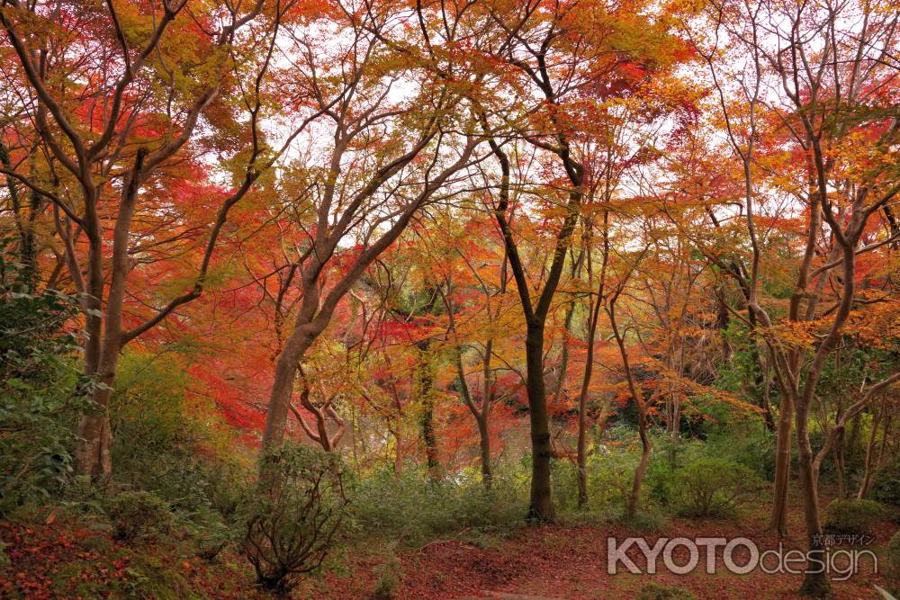 勝持寺の紅葉28