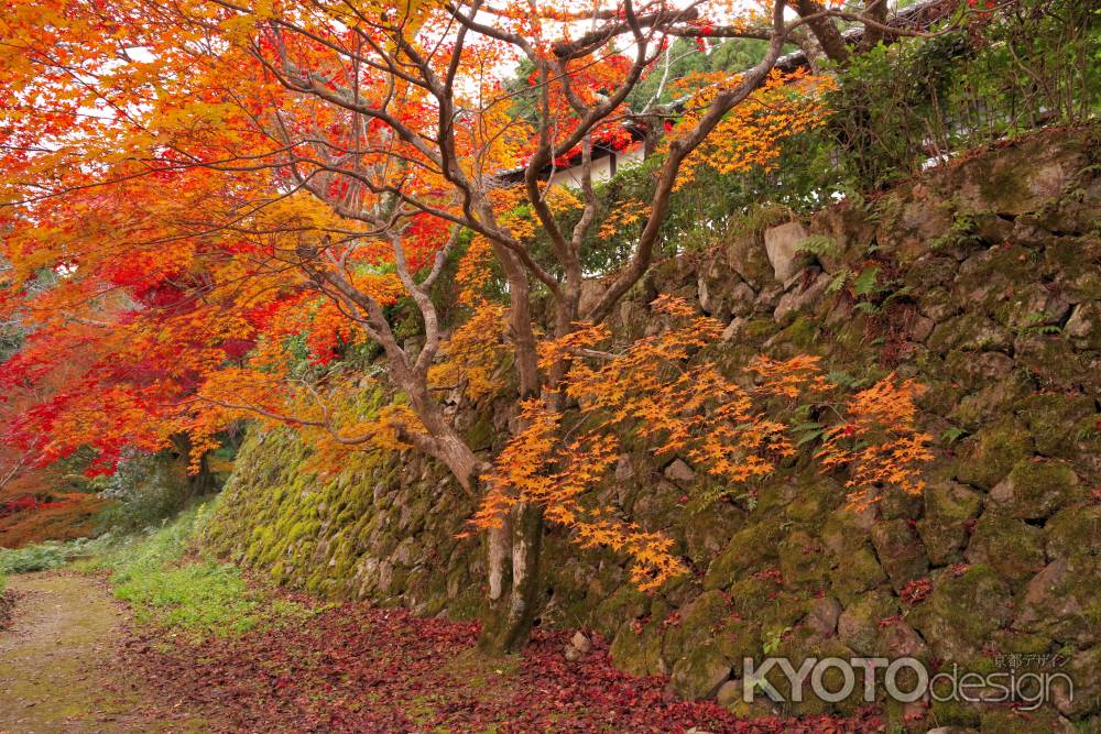 勝持寺の紅葉31