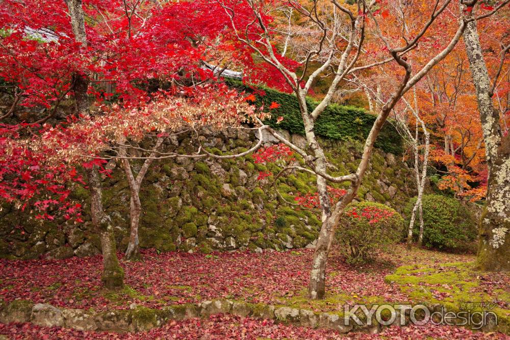 勝持寺の紅葉33