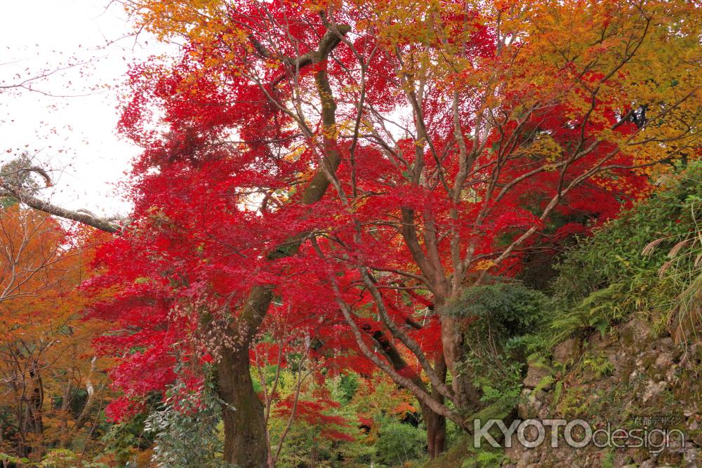 勝持寺の紅葉34