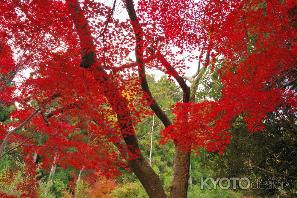 勝持寺の紅葉35