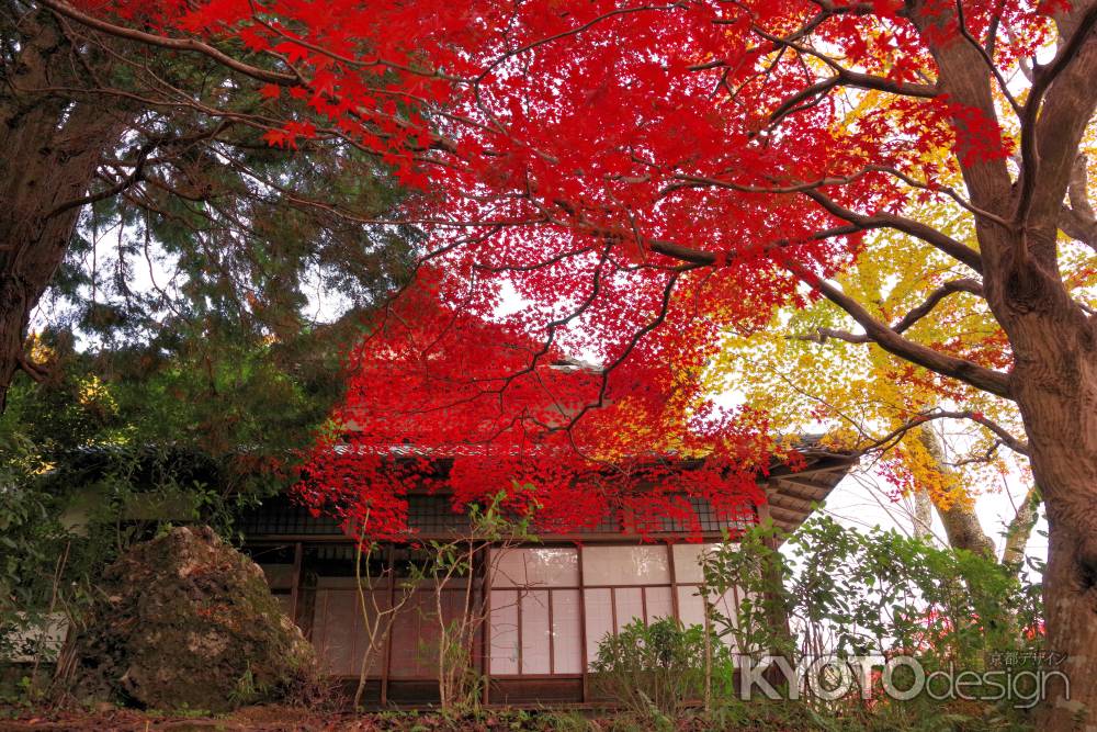 勝持寺の紅葉36