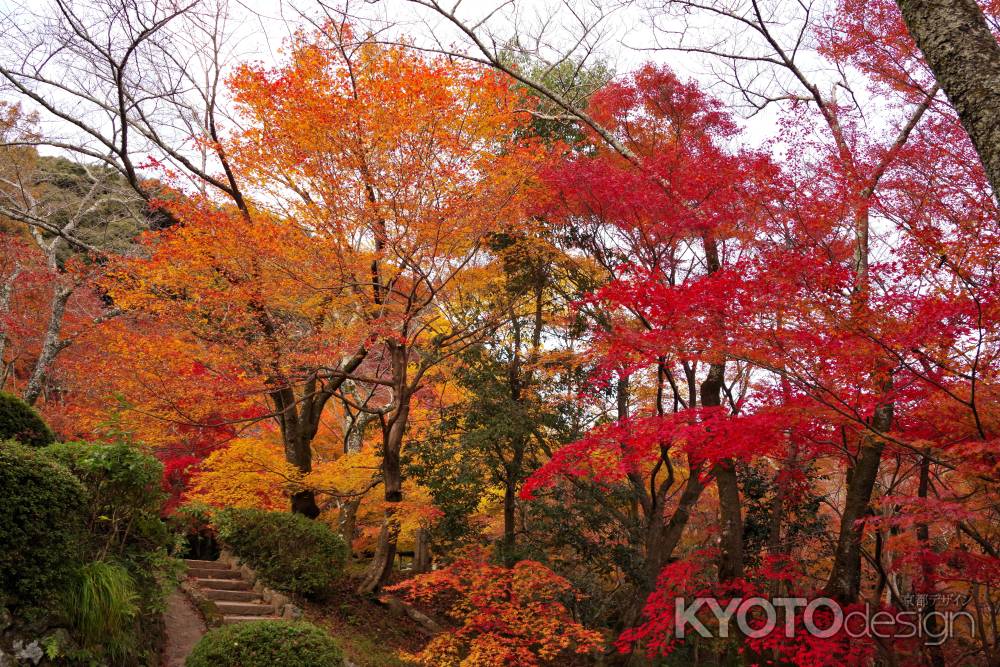 勝持寺の紅葉38