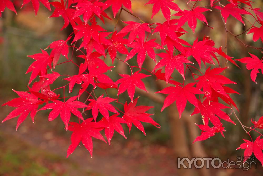 勝持寺の紅葉40