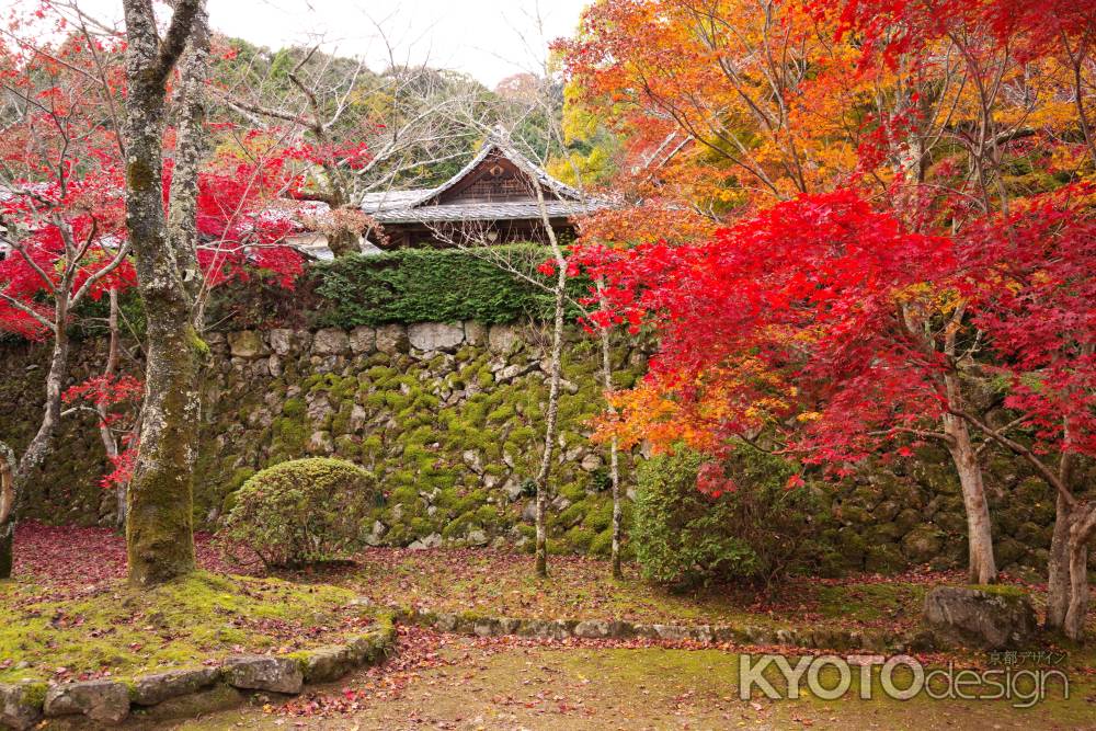 勝持寺の紅葉41