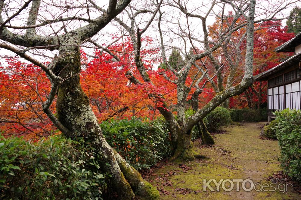 勝持寺の紅葉42