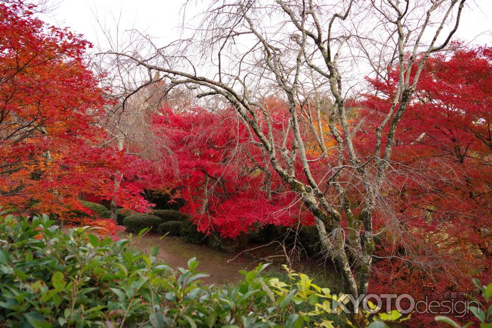 勝持寺の紅葉45