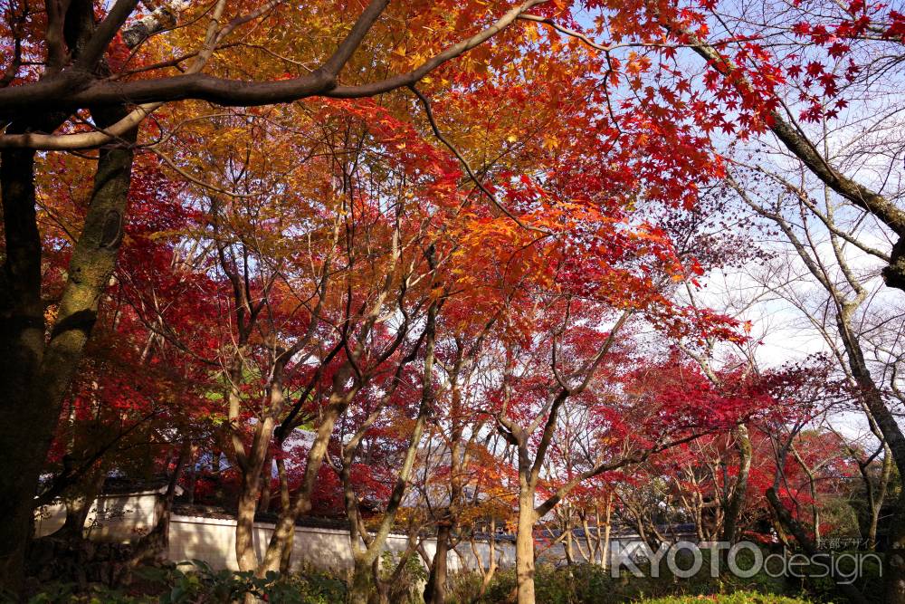 勝持寺の紅葉47