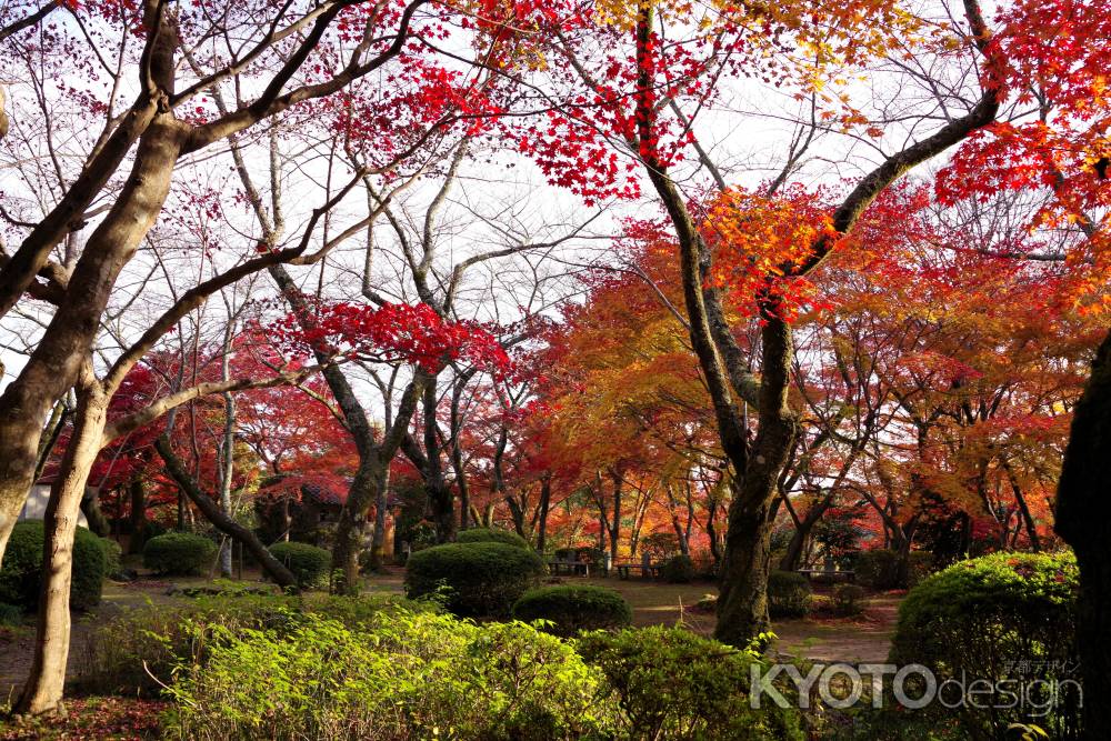 勝持寺の紅葉49