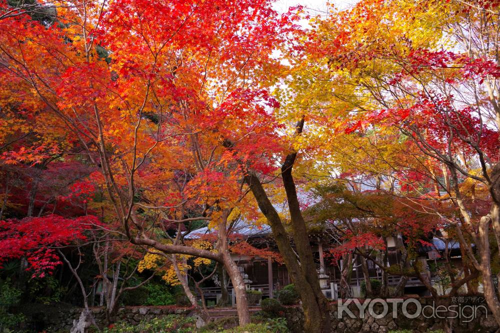 勝持寺の紅葉54