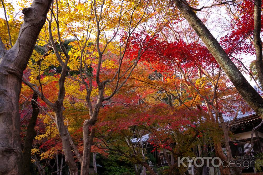 勝持寺の紅葉55