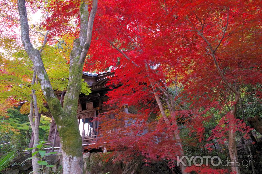 勝持寺の紅葉57