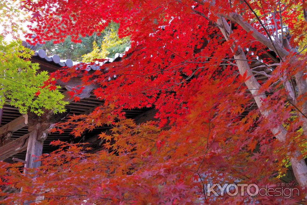 勝持寺の紅葉